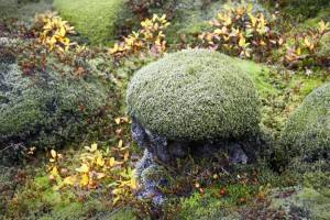 Islandmoos