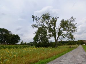 Asphaltsommer (Tenor-Sax)